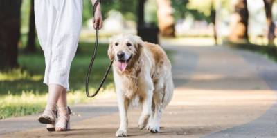 Жара: есть ли критический порог для прогулок с собакой? - mur.tv