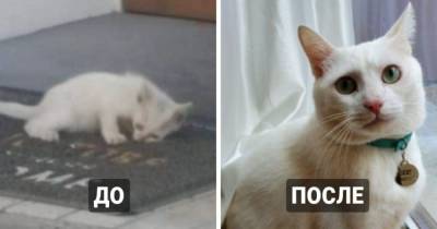 15 фотографий бездомных котов до и после того, как их нашли люди, которые смогли дать им заботу и защиту - mur.tv