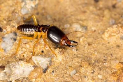 Как живут термиты и чем они отличаются от обычных муравьев? - lifehelper.one