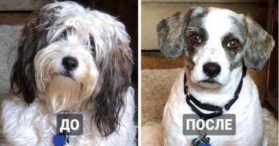 16 собак, которые так сильно изменились после стрижки, что хозяева не сразу признали в них своих любимцев - mur.tv