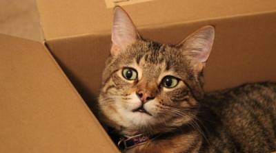 Почему кошки обожают картонные коробки - mur.tv