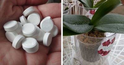 Аптечные копеечные таблетки, которые спасут орхидеи от болезней - lifehelper.one