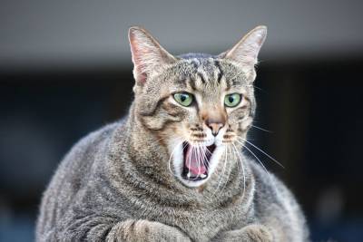 Нужно ли чистить кошке зубы? - mur.tv