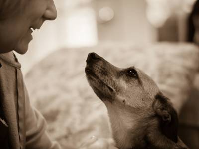 Почему собака стала лучшим другом человека? - mur.tv