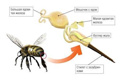 Что делать при укусе пчелы. Симптомы, первая помощь. - mur.tv