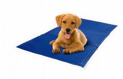 Охлаждающий коврик для собаки: полезная вещь или уловка маркетологов? - mur.tv