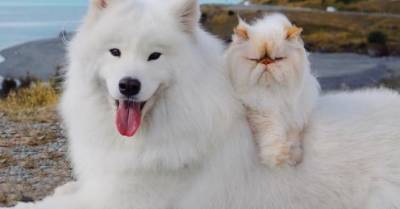 Белые и пушистые пес-весельчак и кот-бука стали лучшими друзьями - wmj.ru - Новая Зеландия