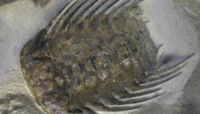 Чешские палеонтологи нашли необычные останки древнего трилобита - fokus-vnimaniya.com - Чехия