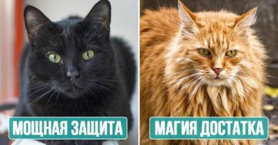 Александр Васильев - Магические возможности кошек по внешнему виду - lifehelper.one