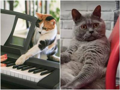 Как кошки воспринимают музыку - mur.tv