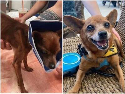 20+ трогательных фото собак до и после спасения - mur.tv