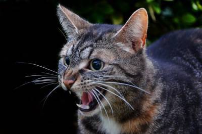 Как успокоить агрессивную кошку? - mur.tv