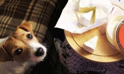 Сыр для моей собаки: польза или вред? - mur.tv