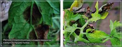 Пятна на томатах – кладоспориоз и фитофтороз: как отличить и вылечить - sadogorod.club