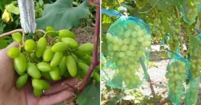 Что сделать с виноградом в июле, чтобы осенью собрать высокий урожай - lifehelper.one - Виноград