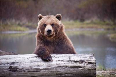 «Выживший» на Аляске: мужчина неделю боролся с медв... - glamour.ru - штат Аляска
