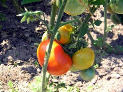 Что нужно сделать, чтобы помидоры быстрее краснели на кустах - sadogorod.club