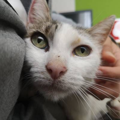 Бедная кошка Фиунча: рентген дал проблеск надежды на спасение - mur.tv - Испания