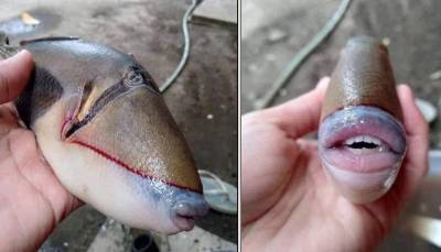 Удивительная рыба с человеческим ртом » Тут гонева НЕТ! - goneva.net.ua - Мурманск
