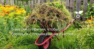 5 весомых причин, чтобы бороться с сорняками на участке - sadogorod.club - Россия
