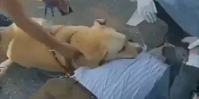 Мужчина упал прямо на улице. Его верная собака-поводырь не отошла ни на шаг - mur.tv