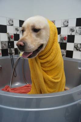 Можно ли сушить собаку феном? - mur.tv