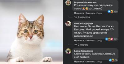 М.Булгаков - Выбрала коту имя Бегемот, он оказался на деле не так прост, любит разговаривать с родителями и всё понимает - takprosto.cc