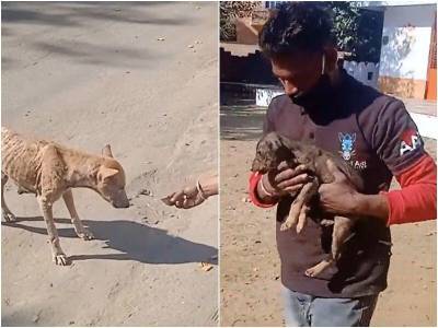 Обезвоженная мать-собака привела людей к своему щенку - mur.tv - Индия