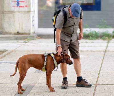 «Правильная» прогулка с собакой: рутина и режим крайне важны - mur.tv