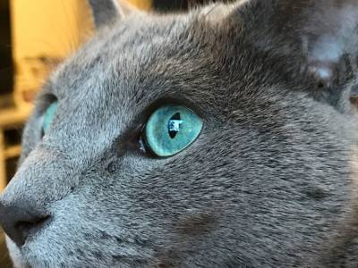 7 пород кошек с зелеными глазами - mur.tv