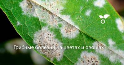 Грибные болезни на цветах и овощах - sadogorod.club