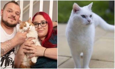 Кошки-герои: трогательные истории о котах, изменивших жизнь людей - porosenka.net - Англия