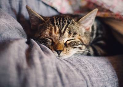 Успокаивающие феромоны для кошек и собак: пустая трата денег или реальная помощь? - mur.tv