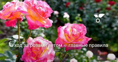 Уход за розами летом — главные правила - sadogorod.club