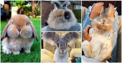 25 фото из жизни милейших кроликов, которых вам захочется срочно тиснуть - porosenka.net