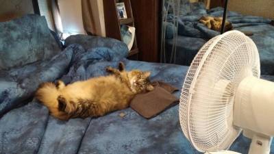Как помочь кошке в жаркую погоду - mur.tv - Россия