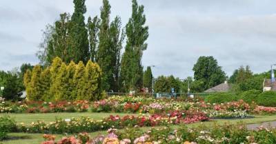 ФОТО. В Национальном ботаническом саду в Саласпилсе зацвели розы - lifehelper.one