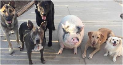 Забавная свинка, выросшая с пятью собаками, думает, что она такая же, как и вся собачья команда - lifehelper.one - штат Калифорния