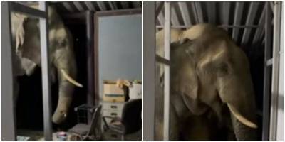 Голодный слон пришёл к людям и съел весь кошачий корм - mur.tv - Таиланд