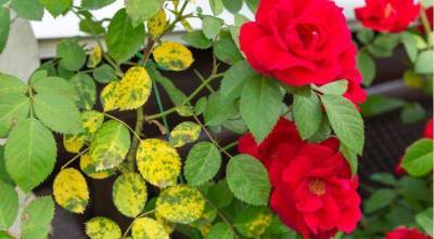 Как бороться с черными пятнами на листьях роз: черная пятнистость розы - sadogorod.club