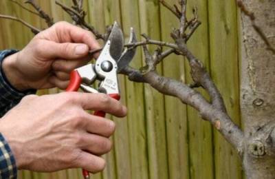 7 техник обрезания веток, чтобы дерево исцелялось без проблем - lifehelper.one