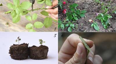 4 способа размножения садовых роз: черенками, отводками, семенами и прививкой - sadogorod.club