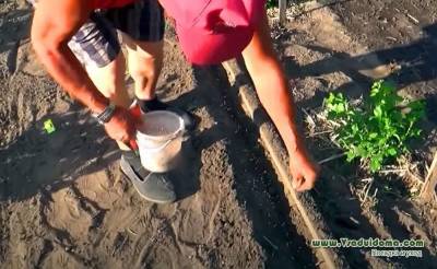 Выращивание моркови – свои семена, правильное прореживание и рыхление (Чувашия) - sadogorod.club - республика Чувашия