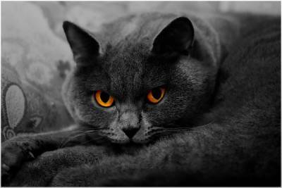 Янтарный взгляд. Породы кошек с желтыми глазами - mur.tv