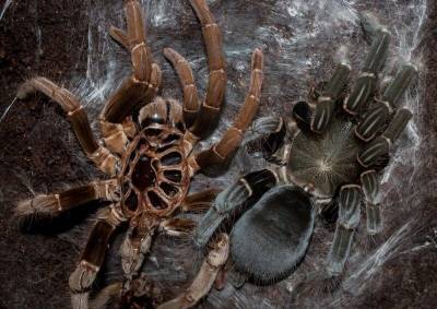 Как пауки сбрасывают свой экзоскелет - mur.tv