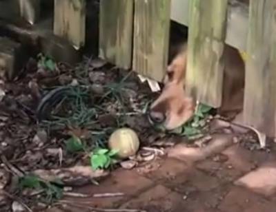 Это видео сделает ваш день: как бедному псу выудить мячик, закатившийся за забор? - mur.tv