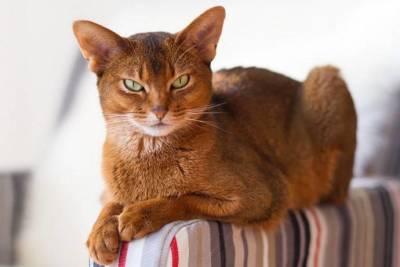 4 распространенных причины шаткой походки у кошки - lifehelper.one