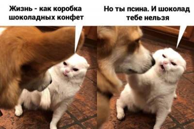 Забавные мемы с котами, которые поднимут вам настроение - porosenka.net