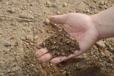 Как определить тип почвы на дачном участке: советы экспертов - sadogorod.club