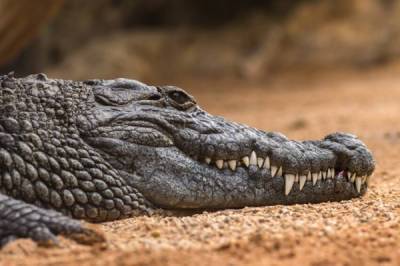Чем крокодил отличается от аллигатора? - porosenka.net